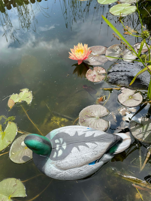 Unser Teich ist fertig!