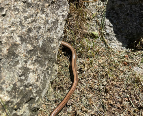 Blindschleiche
