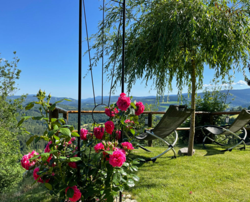 Die Rosen erblühen in voller Pracht