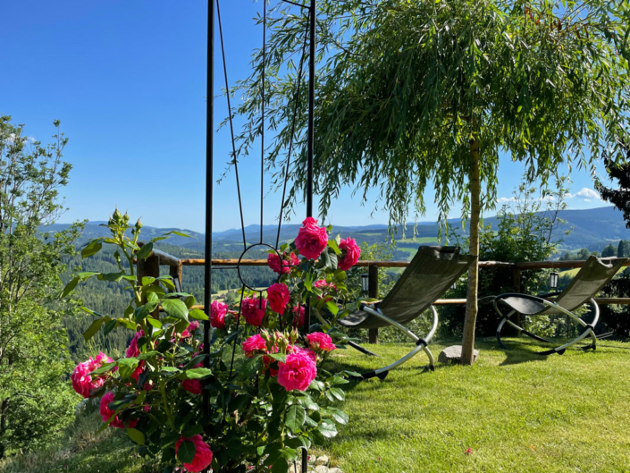 Die Rosen erblühen in voller Pracht