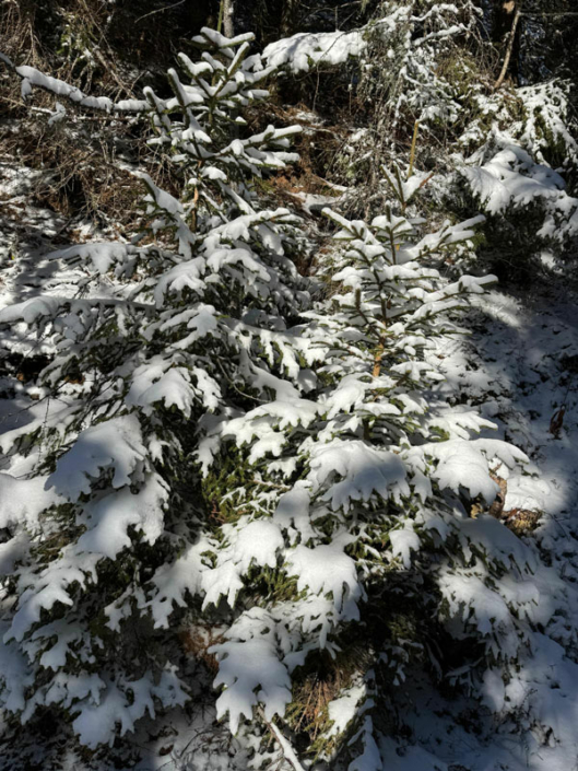 Winterparadies Steiermark – Ferien in der Berghütte