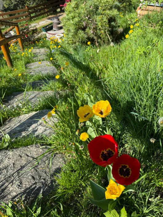 Blooming spring meadow in front of the Glühwürmchenhütte with tulips and dandelions