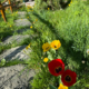 Blooming spring meadow in front of the Glühwürmchenhütte with tulips and dandelions