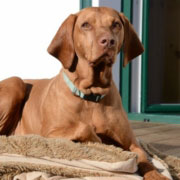Hunde sind Willkommen - Hütte4You Steiermark