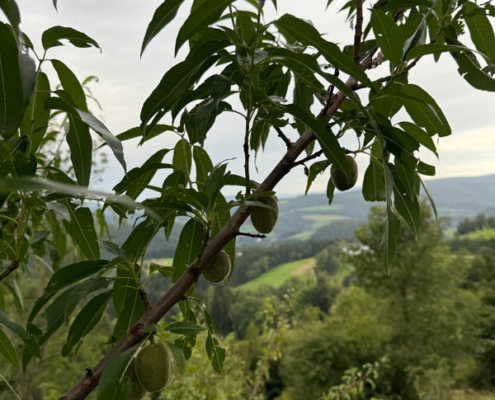 Glühwürmchenhütte in der Steiermark – Naturerlebnis & erste Früchte im Garten