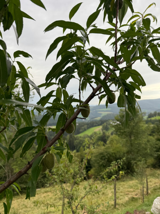 Glühwürmchenhütte in der Steiermark – Naturerlebnis & erste Früchte im Garten