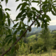 Glühwürmchenhütte in der Steiermark – Naturerlebnis & erste Früchte im Garten