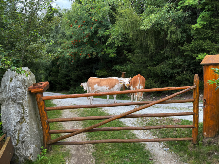 Besuch von unseren neugierigen Nachbarn – die Kühe sind wieder unterwegs!